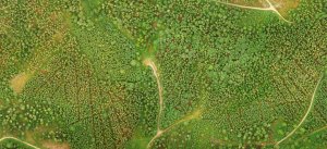 uav-forest-mapping-title